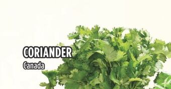 Marché Adonis Coriander offer