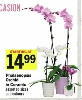 IGA Phalaenopsis Orchid in Ceramic assorted sizes and colours offer