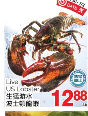 T&T Supermarket Live us lobster offer