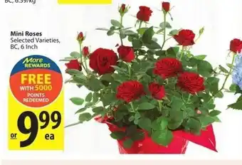 Save on Foods Mini Roses offer