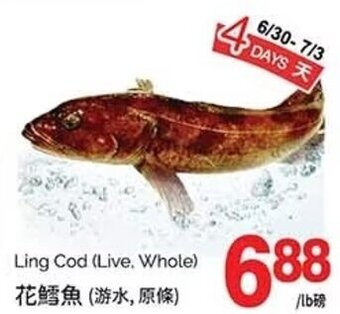 T&T Supermarket Ling Cod (Live. Whole) offer