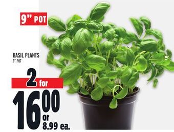 Metro Basil plants offer