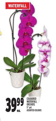Metro Coloured waterfall orchids offer