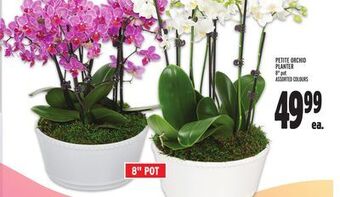 Metro Petite orchid planter offer