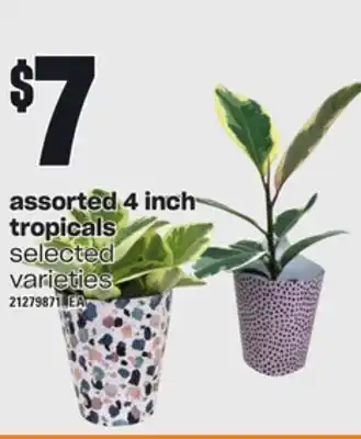 Loblaws Assorted 4 inch tropicals offer