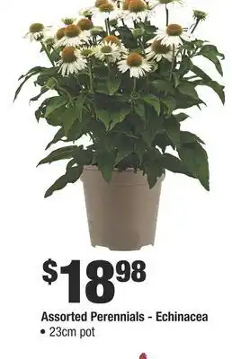 Home Depot Assorted perennials - echinacea offer