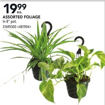 RONA Assorted foliage offer