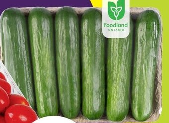 FreshCo Mini Seedless Cucumbers 6pk offer