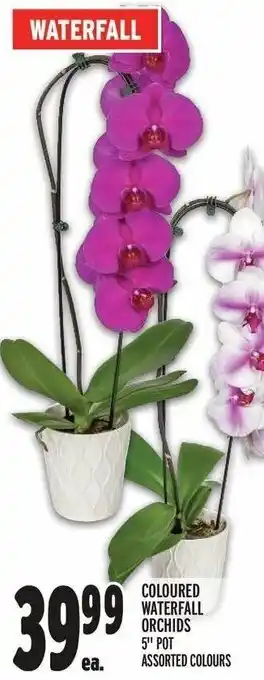 Metro COLOURED WATERFALL ORCHIDS 5" POT offer