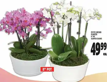 Metro PETITE ORCHID PLANTER 8" POT offer