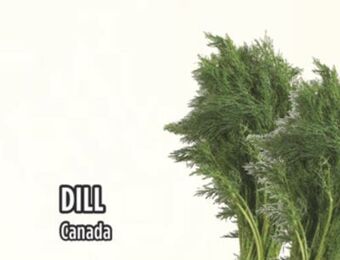 Marché Adonis Dill offer