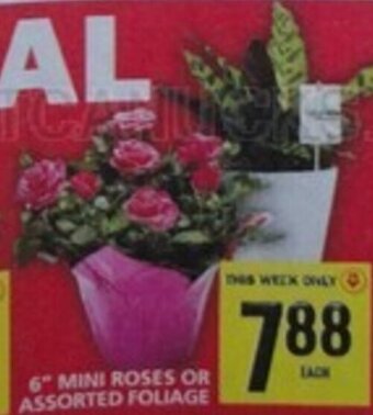 Food Basics 6 MINI ROSES OR ASSORTED FOLIAGE offer