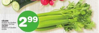 Marches Tradition CELERY offer