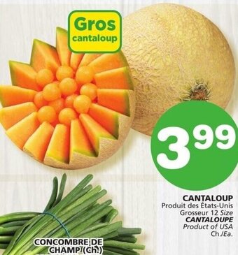 Marches Tradition CANTALOUPE offer