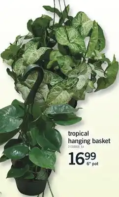 Fortinos Tropical hanging basket offer
