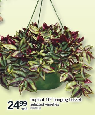 Fortinos Tropical 10 hanging basket offer