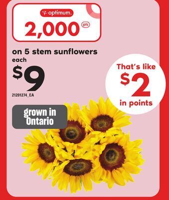 Loblaws 5 stem sunflowers offer
