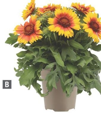 Home Depot Assorted perennials gaillardia offer