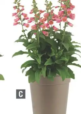 Home Depot Assorted perennials digitalis offer