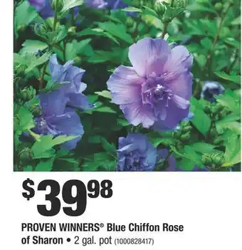 Home Depot Proven winners® blue chiffon rose of sharon offer