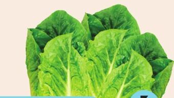 Giant Tiger 3 pack romaine hearts offer