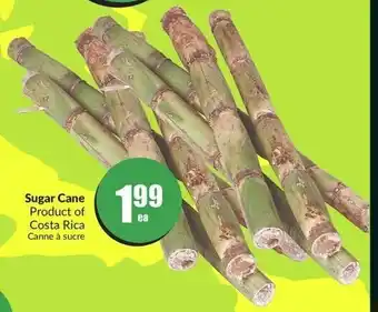 FreshCo Sugar Cane offer
