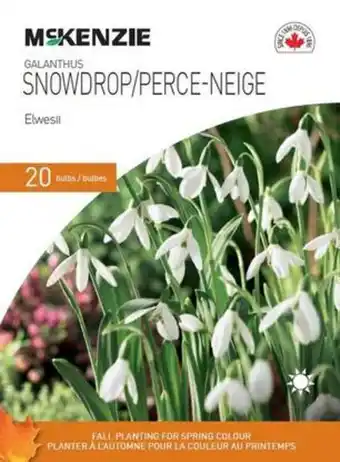Peavey Mart Galanthus nivalis 40 bulbs offer