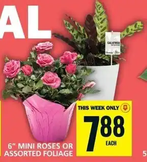 Food Basics 6" MINI ROSES OR ASSORTED FOLIAGE offer