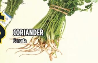 Marché Adonis Coriander offer