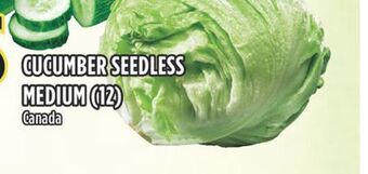 Marché Adonis Cucumber seedless medium (12) offer