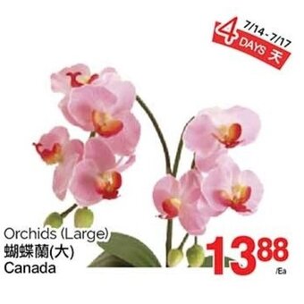 T&T Supermarket Orchids (Large) offer
