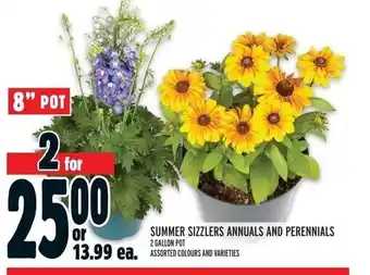 Metro SUMMER SIZZLERS ANNUALS AND PERENNIALS offer