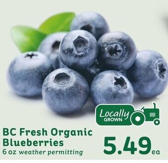IGA BC Fresh Organic Blueberries 6 oz weather permitting offer