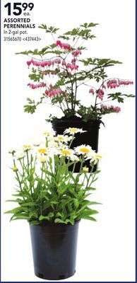 Lowe's Assorted perennials offer