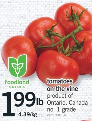 Fortinos Tomatoes on the vine offer