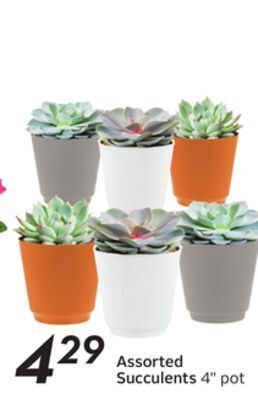 Sobeys Assorted succulents offer
