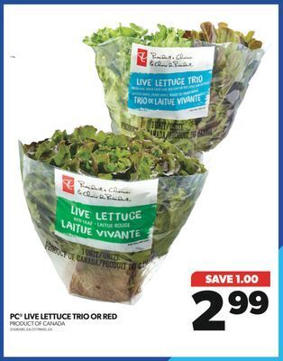 Real Canadian Superstore Pc® live lettuce trio or red offer