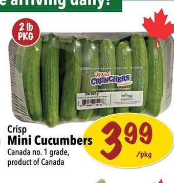 Farm Boy Crisp mini cucumbers offer