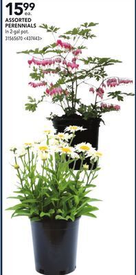 RONA Assorted perennials offer