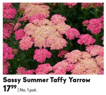 Sassy summer taffy yarrow