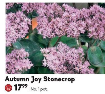 Autumn joy stonecrop