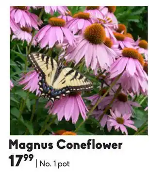 Sheridan Nurseries Magnus coneflower offer