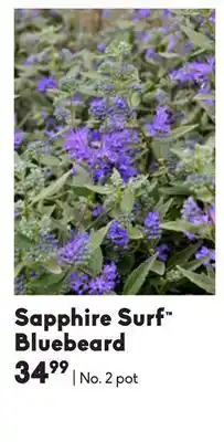 Sheridan Nurseries Sapphire surf™ bluebeard offer
