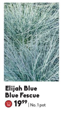 Sheridan Nurseries Elijah blue blue fescue offer