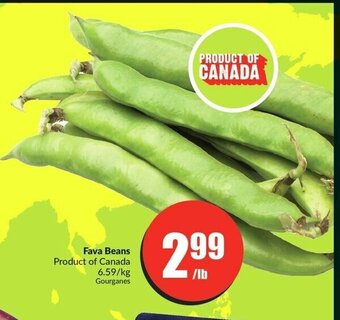 FreshCo Fava Beans offer