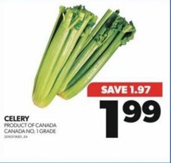 Real Canadian Superstore CELERY offer