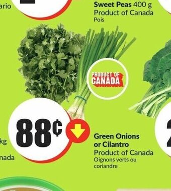 FreshCo Green Onions or Cilantro offer