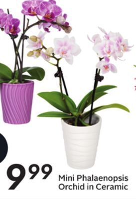 Sobeys Mini phalaenopsis orchid in ceramic offer
