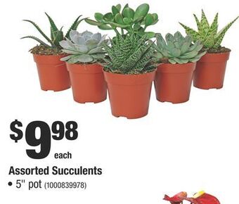Home Depot Assorted succulents offer