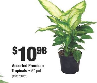 Home Depot Assorted premium tropicals offer
